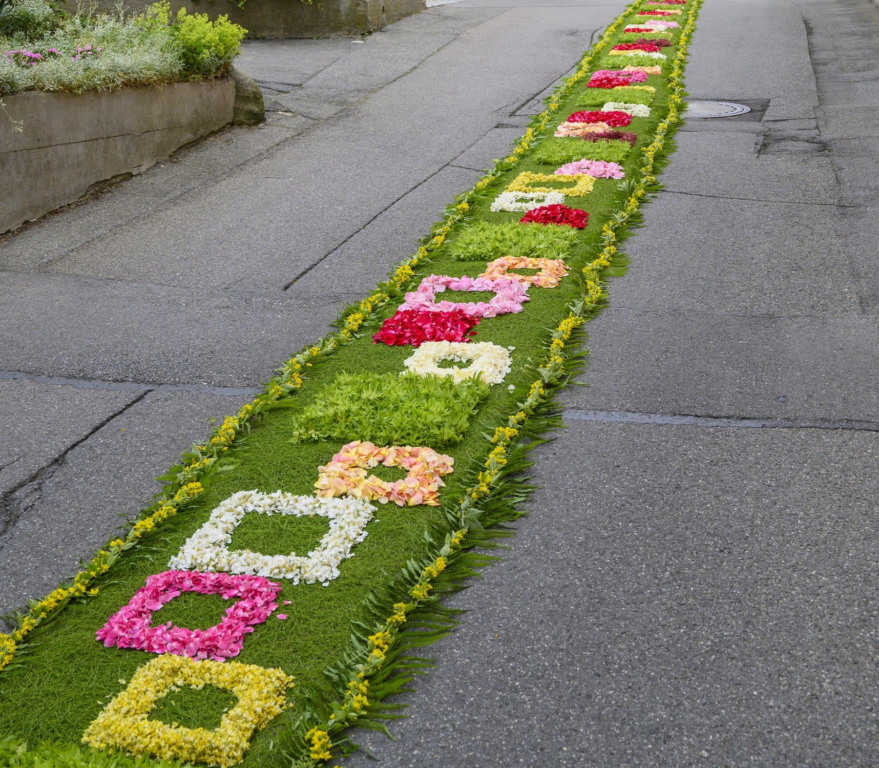 Zu sehen ist der wunderschön gelegte Blumenteppich durch Sipplingen.